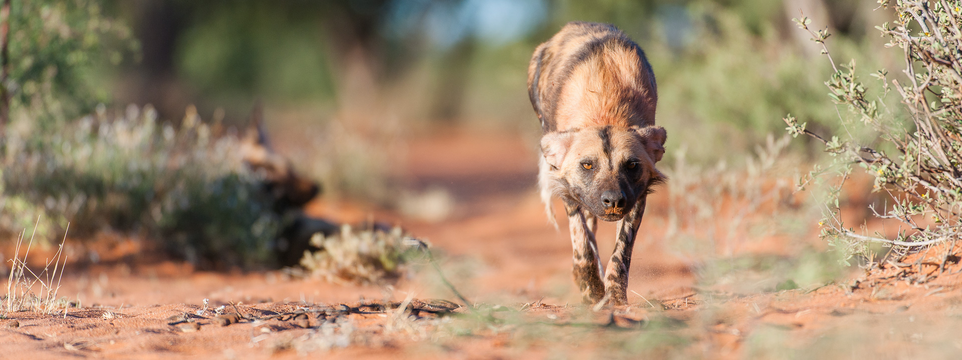 wild dog stalking